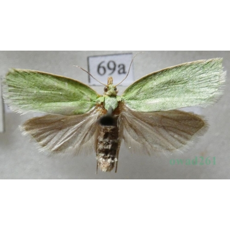 Tortrix viridana Linnaeus, 1758 Zwójka zieloneczka Czech69a